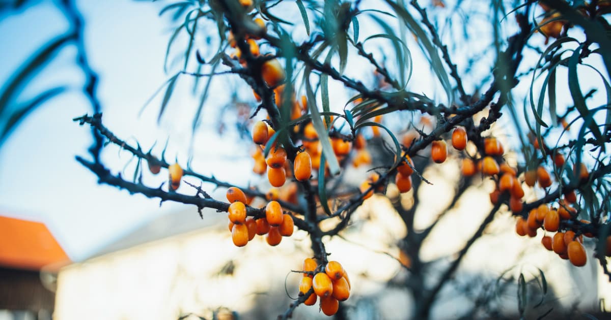 BioAdaptives erhält WADA-konforme Zertifizierung für kognitives Leistungspräparat MyndMed™