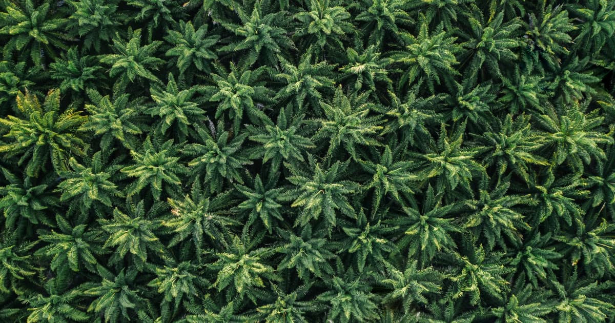 Neue Bundesgesetzgebung gibt Bundesstaaten Befugnis zur Regulierung von Hanf-THC-Produkten