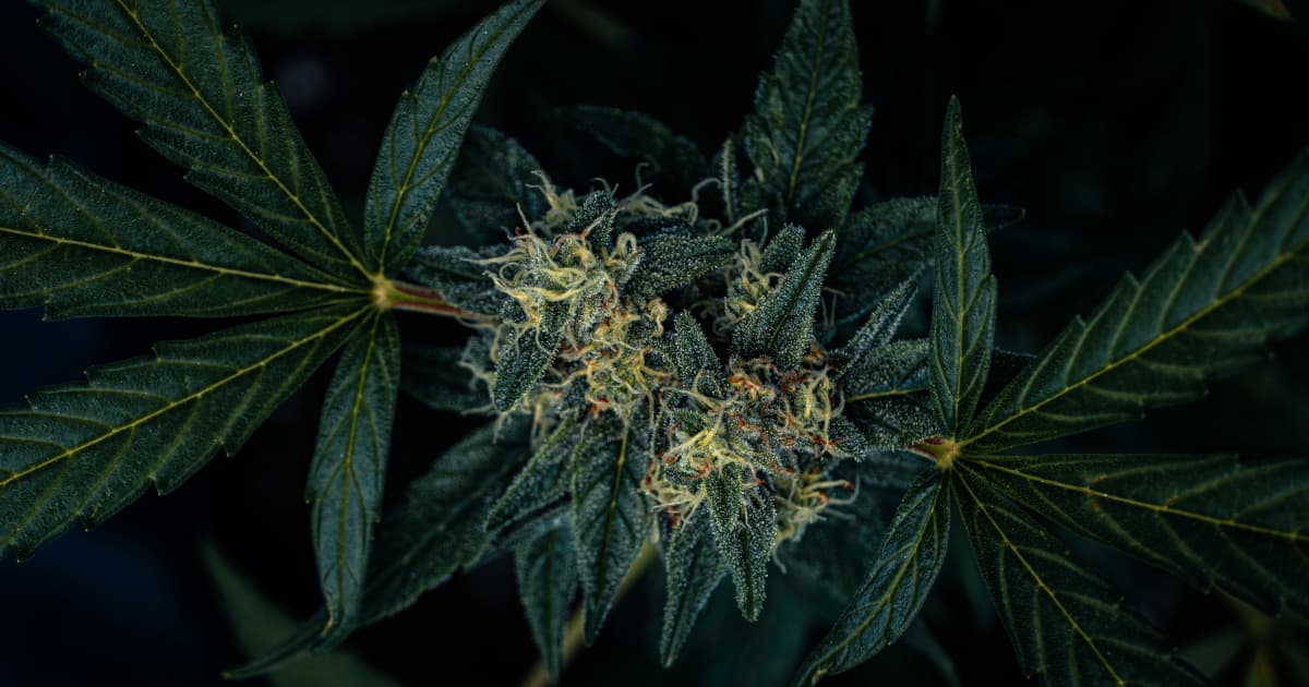 Michigan verteidigt neue Cannabis-Großhandelssteuer gegen rechtliche Anfechtung