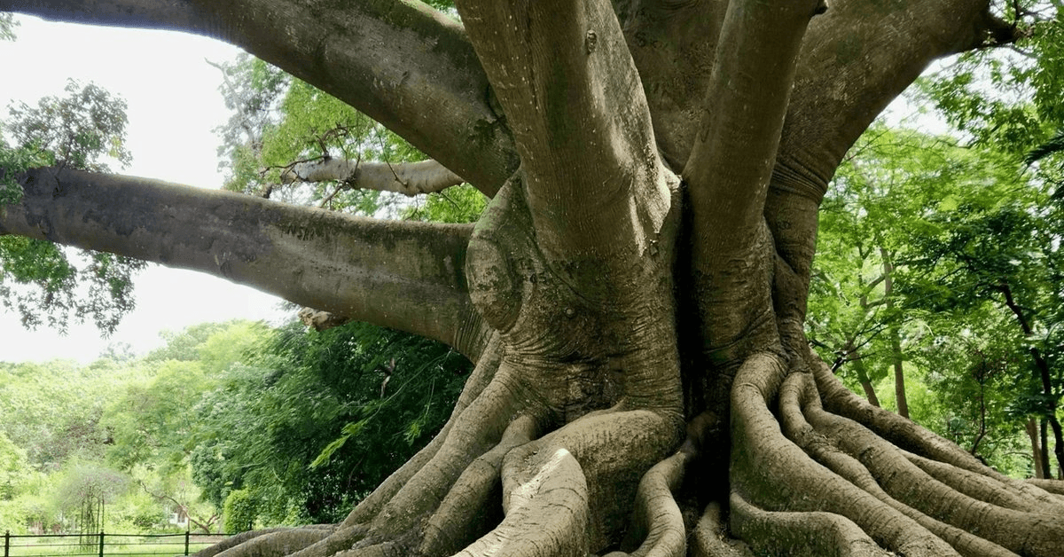 ROOTS Fellowship Foundation fördert Projekte zur Bewahrung indigener Spiritualität auf drei Kontinenten