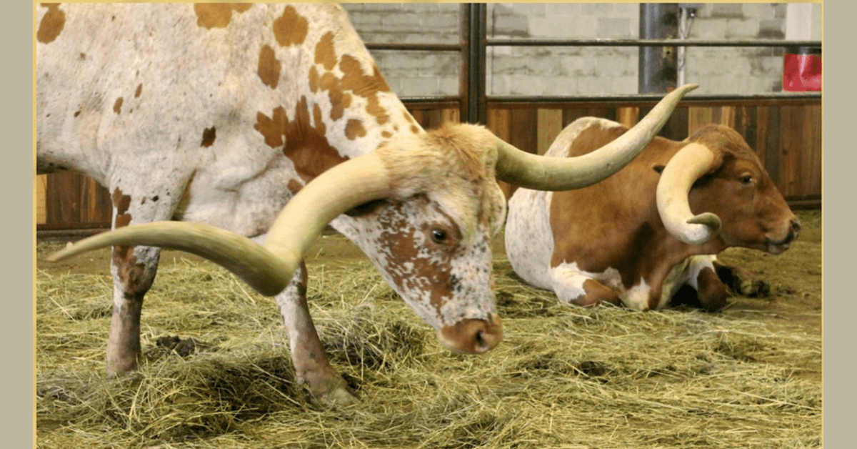 Glen Rose feiert texanisches Erbe mit ITLA Texas Longhorn Week und Meisterschaftsshow