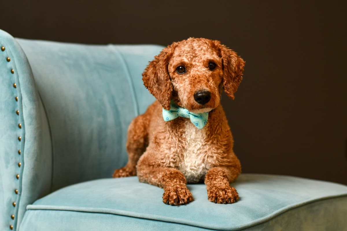 Columbus Fotografin verbindet Schülerporträts mit Tierrettung für höhere Vermittlungsquoten