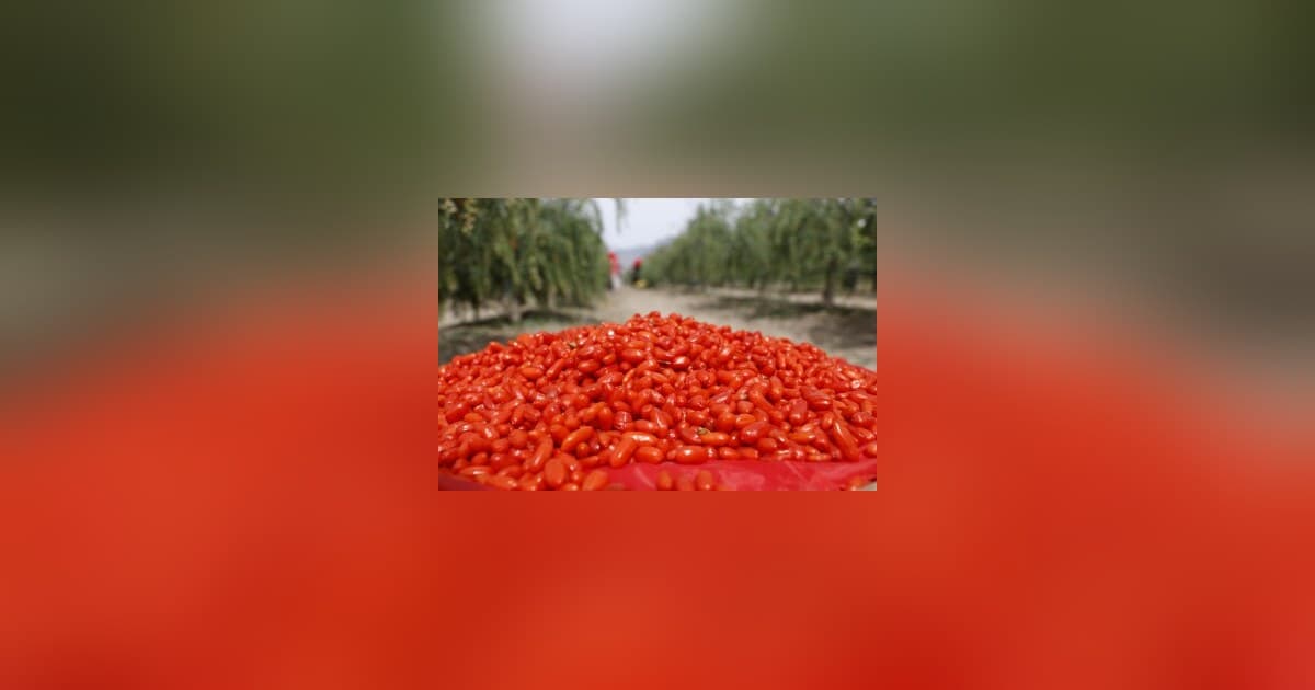 Ningxia Goji-Beeren: Von der uralten Delikatesse zur globalen Superfood-Industrie
