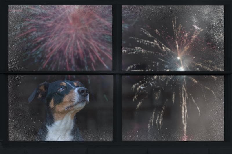 Neue Rover-Umfrage zeigt: 65 % der Haustiere haben Angst vor Feuerwerk – Sicherheitsempfehlungen