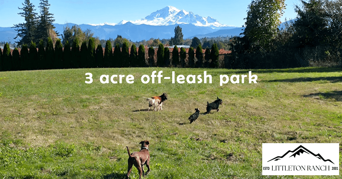 Littleton Ranch wandelt sich zu Rettungszentrum für Hunde in Not