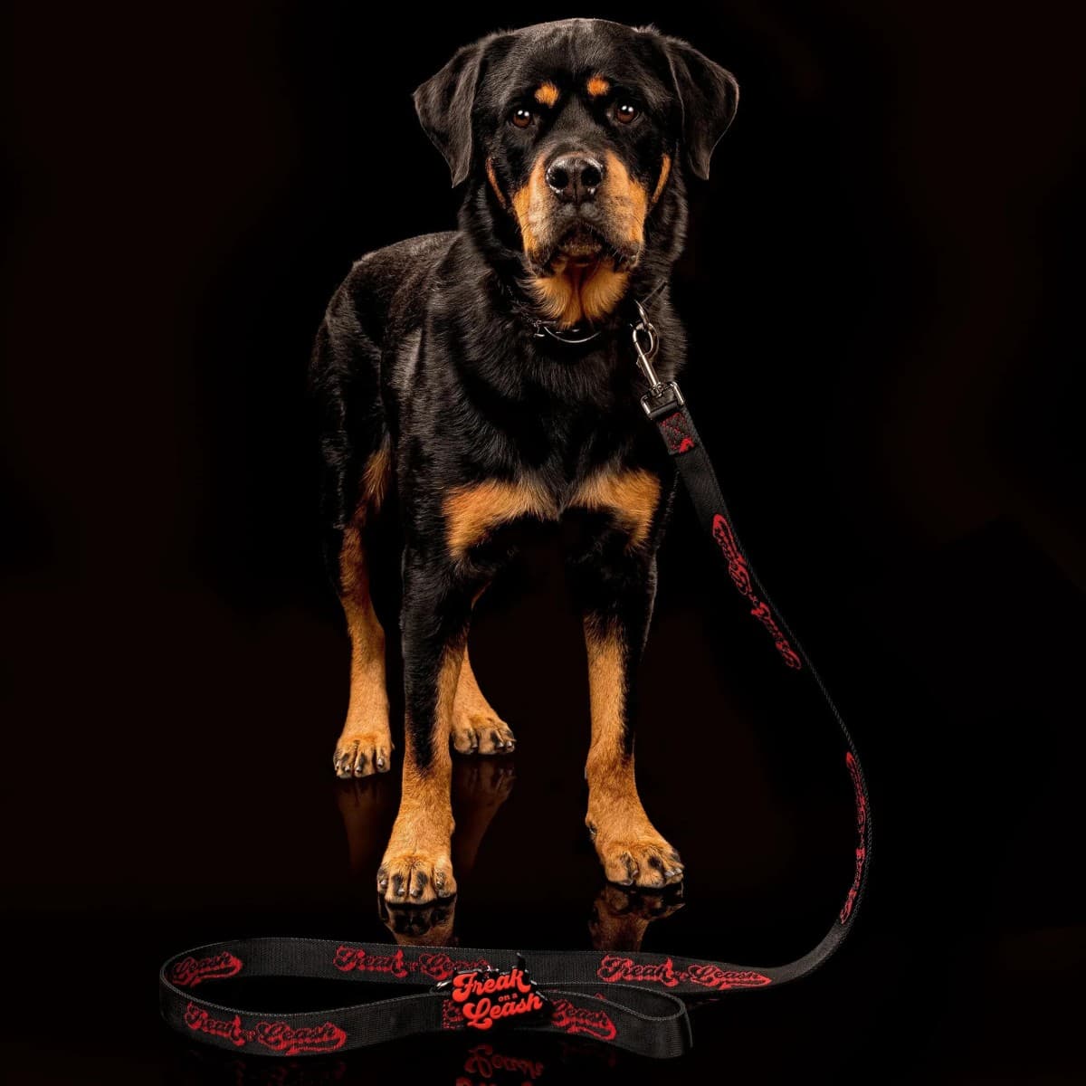 Freak On a Leash erhebt Spiked-Dog-Collars mit Vollnarbenleder und verstärkter Hardware zum Alltagsaccessoire