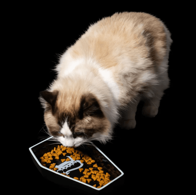 Freak On A Leash bringt erste Katzenkollektion heraus und erweitert das Sortiment über Hunde hinaus