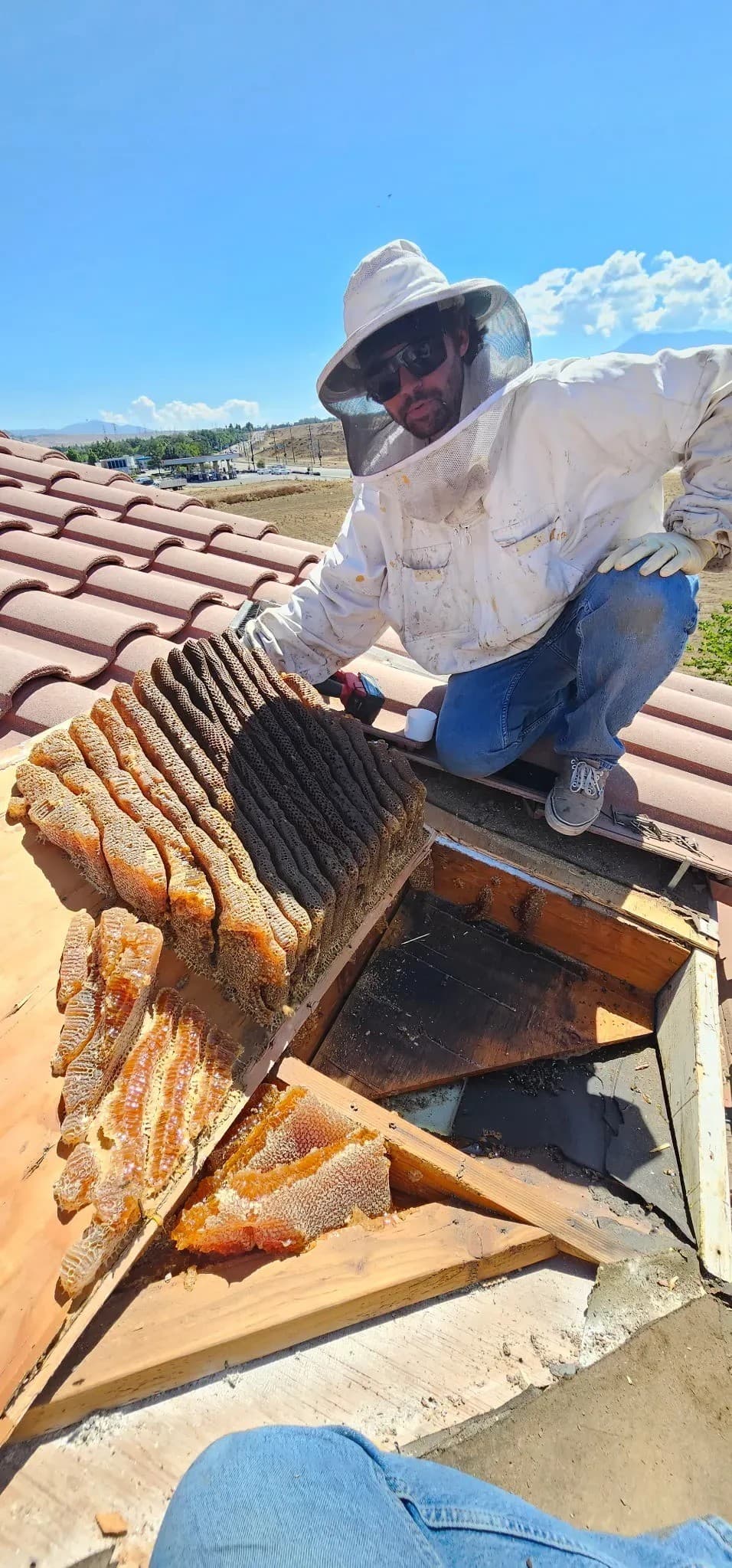 BeeSmart Bee Removal erweitert Lebendbienenextraktionsdienste in Hemet, um Risiken durch zurückgelassene Waben zu begegnen