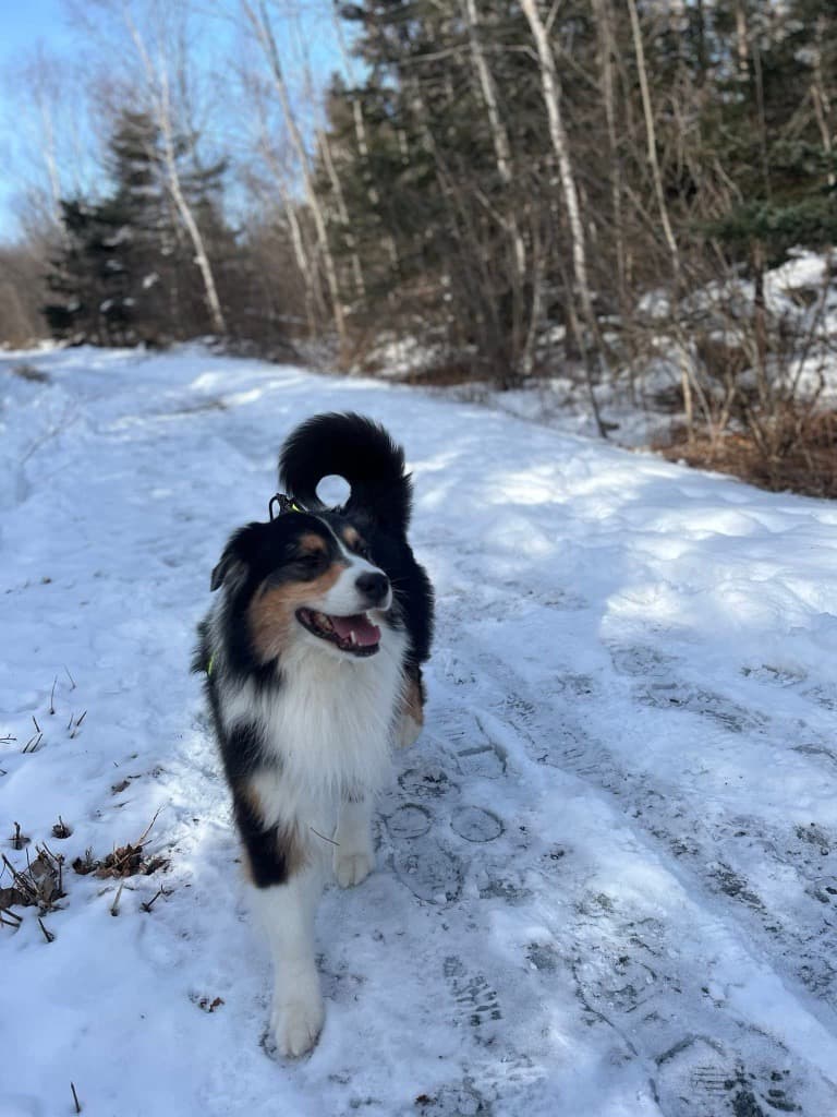 Kanadische Hunde für heldenhafte Taten in die Purina Animal Hall of Fame 2026 aufgenommen